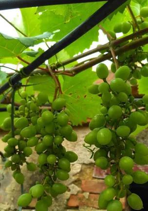 DB2 9 分布式管理之用程序节流与设置和影响策略